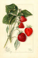 Fragaria Dunlap - Mary Daisy Arnold — artwork view