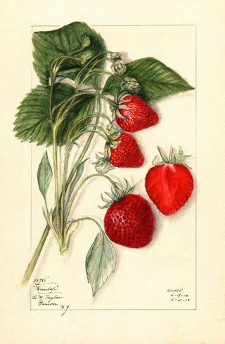 Mary Daisy Arnold - Fragaria Dunlap.webp