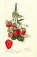Fragaria Epsey - Mary Daisy Arnold — artwork view