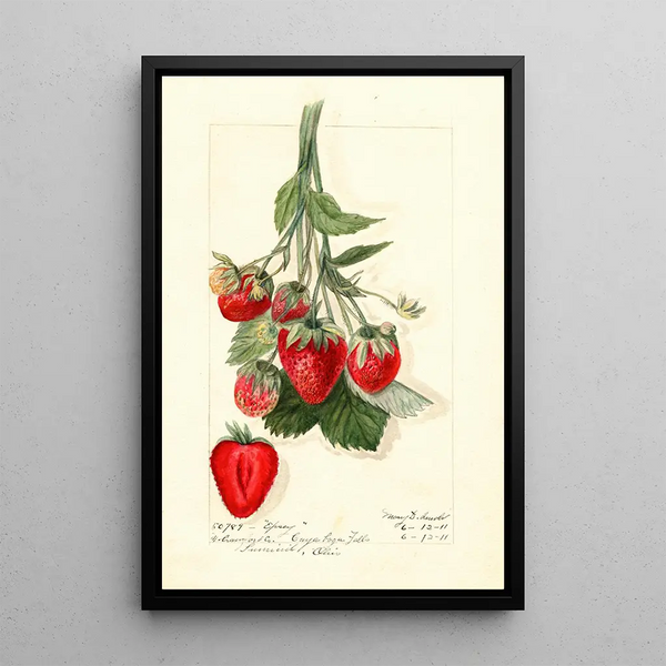 Fragaria Epsey - Mary Daisy Arnold — framed artwork on a wall