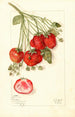 Fragaria Francis - Mary Daisy Arnold — artwork view