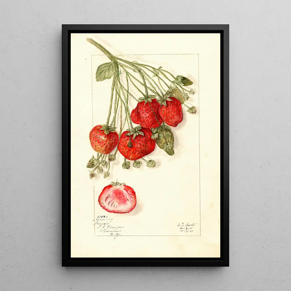 Fragaria Francis - Mary Daisy Arnold — framed artwork on a wall