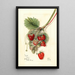 Fragaria Ideal - Mary Daisy Arnold — framed artwork on a wall