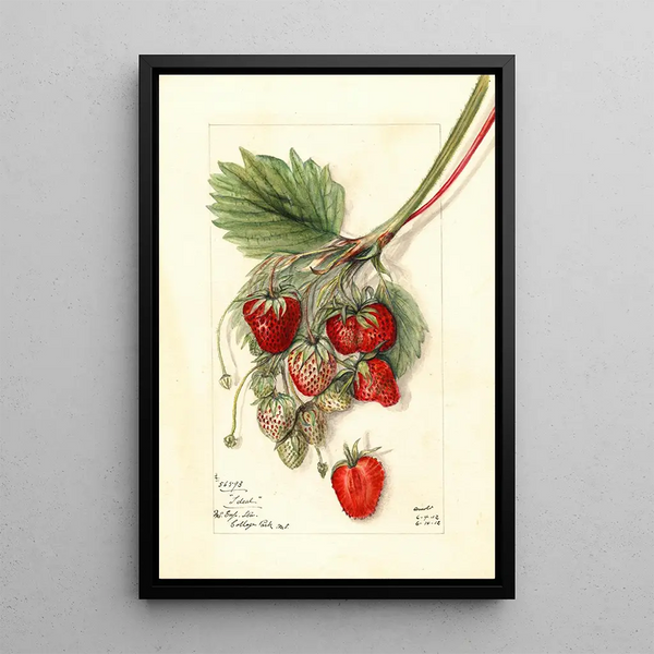 Fragaria Ideal - Mary Daisy Arnold — framed artwork on a wall