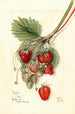 Fragaria Ideal - Mary Daisy Arnold — artwork view