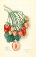 Fragaria Manhattan - Mary Daisy Arnold — artwork view