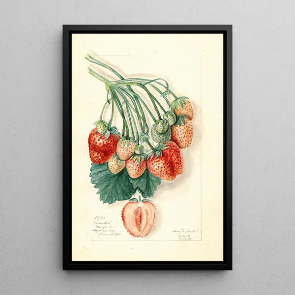 Fragaria Manhattan - Mary Daisy Arnold — framed artwork on a wall