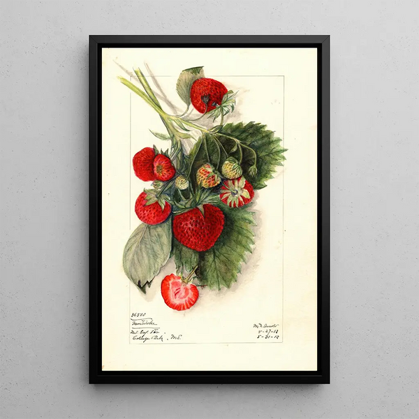 Fragaria Nanticoke - Mary Daisy Arnold — framed artwork on a wall