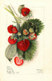 Fragaria Nanticoke - Mary Daisy Arnold — artwork view