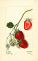 Fragaria Outlander - Mary Daisy Arnold | Painting Source: Tableau Fragaria Outlander - Mary Daisy Arnold — artwork view