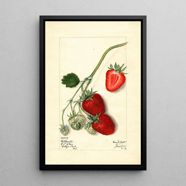 Fragaria Outlander - Mary Daisy Arnold | Painting Source: Tableau Fragaria Outlander - Mary Daisy Arnold — framed artwork on a wall
