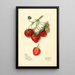 Fragaria Parsons - Mary Daisy Arnold — framed artwork on a wall