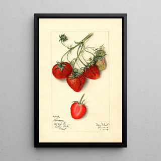 Mary Daisy Arnold - Fragaria Parsons.webp