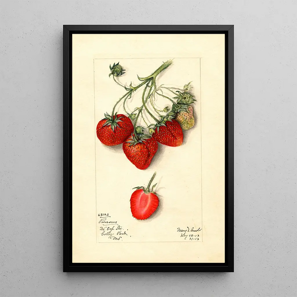 Fragaria Parsons - Mary Daisy Arnold — framed artwork on a wall