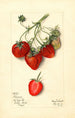 Fragaria Parsons - Mary Daisy Arnold — artwork view