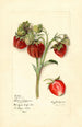 Fragaria Fierté du Delaware - Mary Daisy Arnold — artwork view