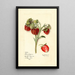 Fragaria Fierté du Delaware - Mary Daisy Arnold — framed artwork on a wall