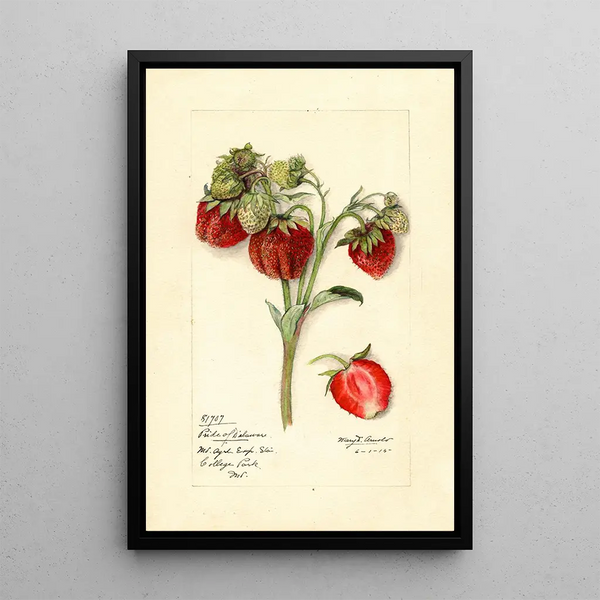 Fragaria Fierté du Delaware - Mary Daisy Arnold — framed artwork on a wall