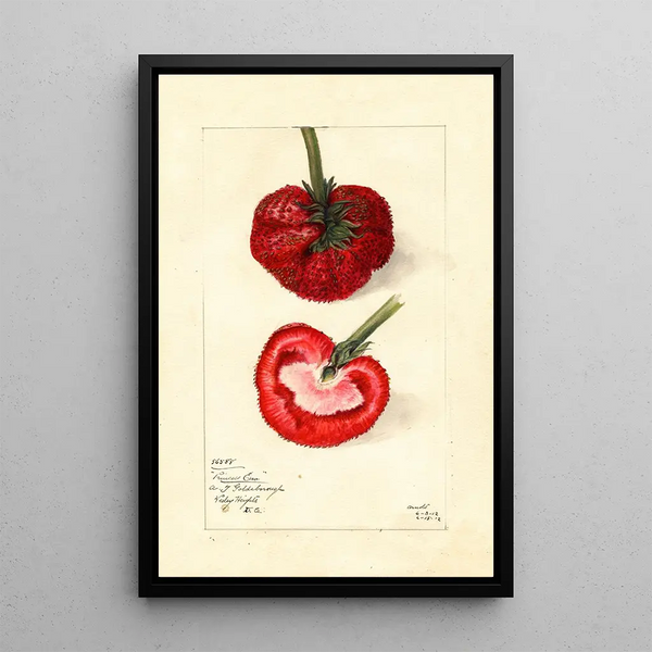 Fragaria Princess Ena - Mary Daisy Arnold — framed artwork on a wall