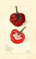 Fragaria Princess Ena - Mary Daisy Arnold — artwork view