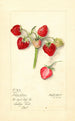 Fragaria Pièce d'Argent - Mary Daisy Arnold — artwork view