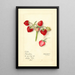 Fragaria Pièce d'Argent - Mary Daisy Arnold — framed artwork on a wall