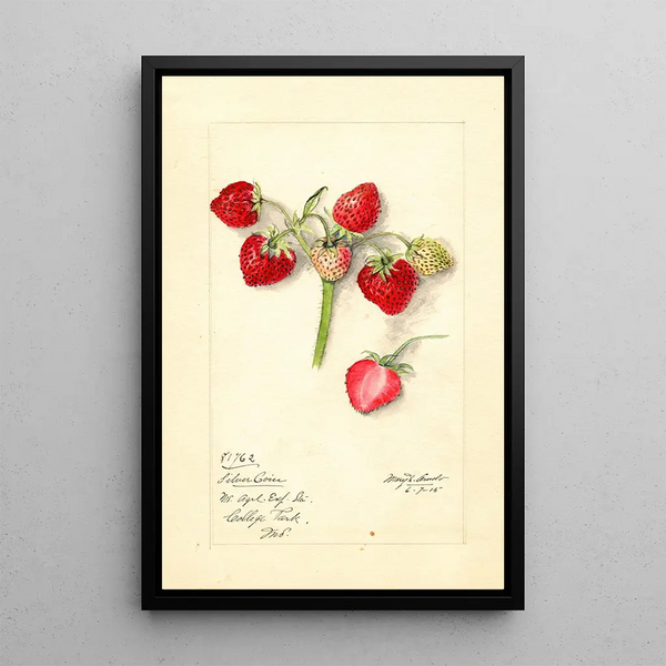 Fragaria Pièce d'Argent - Mary Daisy Arnold — framed artwork on a wall