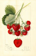 Fragaria Texas - Mary Daisy Arnold — framed artwork on a wall
