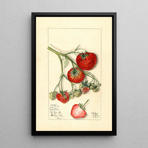 Fragaria Wooster - Mary Daisy Arnold — framed artwork on a wall