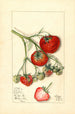 Fragaria Wooster - Mary Daisy Arnold — artwork view