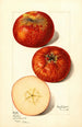 Malus domestica - Mary Daisy Arnold | Painting — artwork view