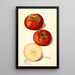 Malus domestica - Mary Daisy Arnold | Painting — framed artwork on a wall