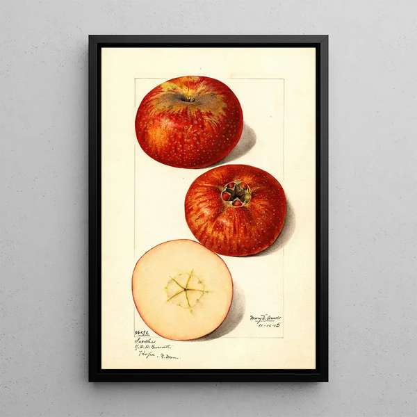 Malus domestica - Mary Daisy Arnold | Painting — framed artwork on a wall