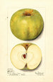Malus domestica Alfriston - Mary Daisy Arnold — artwork view
