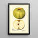 Malus domestica Alfriston - Mary Daisy Arnold — framed artwork on a wall