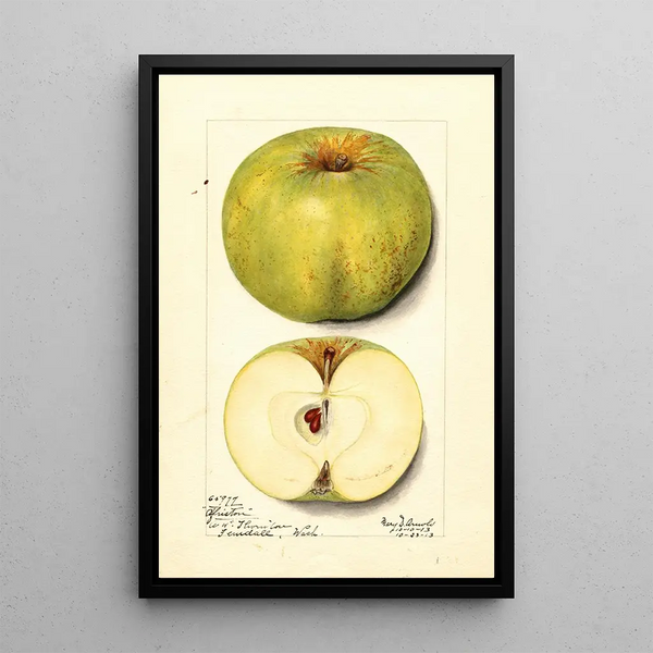 Malus domestica Alfriston - Mary Daisy Arnold — framed artwork on a wall
