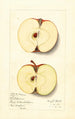 Malus domestica Baldwin - Mary Daisy Arnold — artwork view