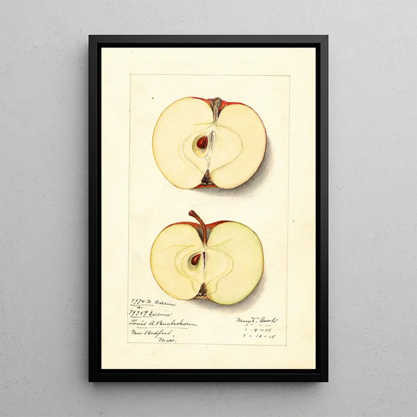 Malus domestica Baldwin - Mary Daisy Arnold — framed artwork on a wall
