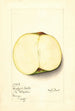 Malus domestica Coreless Seedless - Mary Daisy Arnold — artwork view