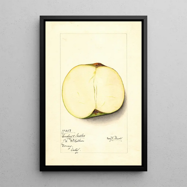 Malus domestica Coreless Seedless - Mary Daisy Arnold — framed artwork on a wall