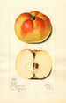 Malus domestica Ewalt - Mary Daisy Arnold — artwork view