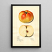 Malus domestica Ewalt - Mary Daisy Arnold — framed artwork on a wall