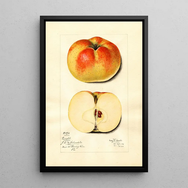 Malus domestica Ewalt - Mary Daisy Arnold — framed artwork on a wall