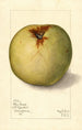 Malus domestica Gloria Mundi - Mary Daisy Arnold | Painting — artwork view