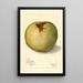 Malus domestica Gloria Mundi - Mary Daisy Arnold | Painting — framed artwork on a wall