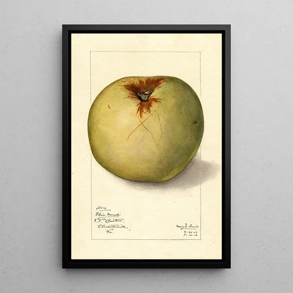 Malus domestica Gloria Mundi - Mary Daisy Arnold | Painting — framed artwork on a wall