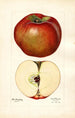 Malus domestica Lord Stradbroke - Mary Daisy Arnold — artwork view