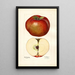 Malus domestica Lord Stradbroke - Mary Daisy Arnold — framed artwork on a wall