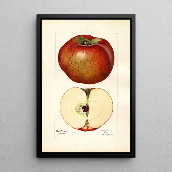 Malus domestica Lord Stradbroke - Mary Daisy Arnold — framed artwork on a wall
