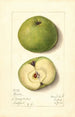 Malus domestica Mann - Mary Daisy Arnold — artwork view